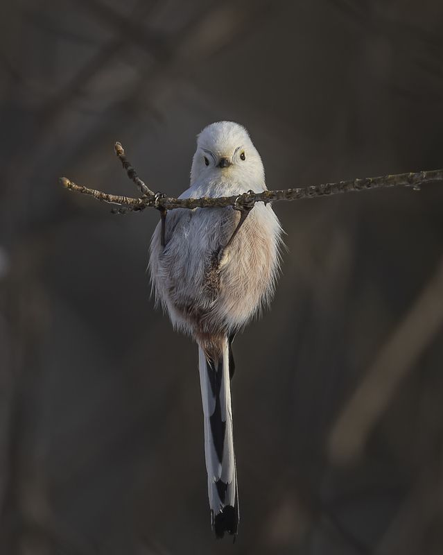 Здоровье в порядке - спасибо зарядке! фото превью
