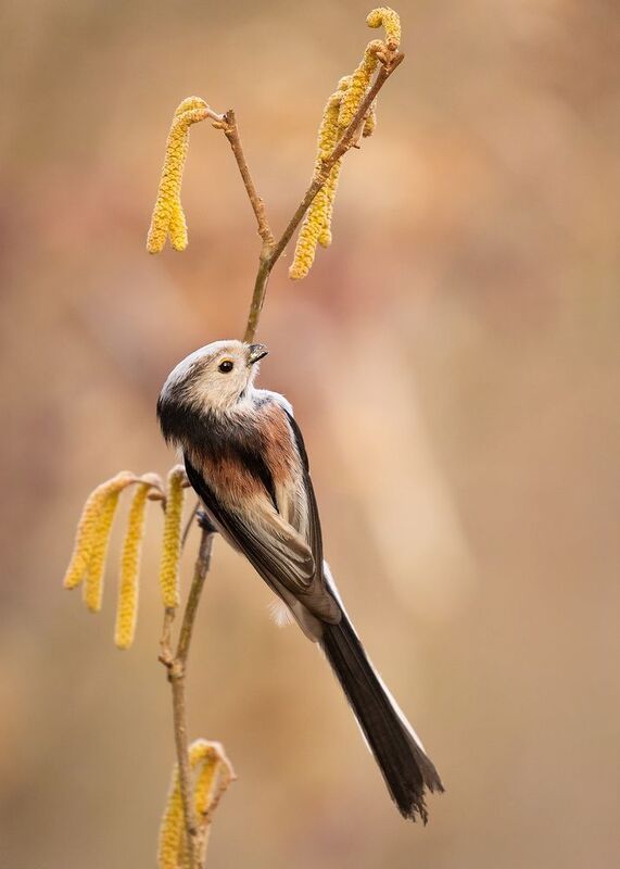 Long-tailed Tiphoto preview