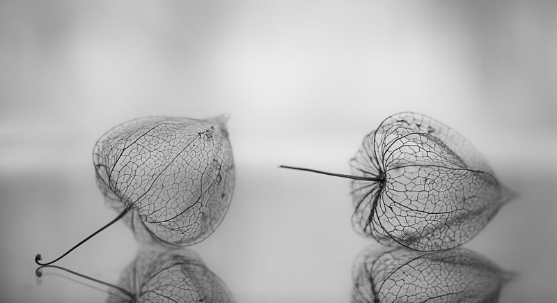 макро, чб, macro, black and white, bnw Хрустальный мирphoto preview