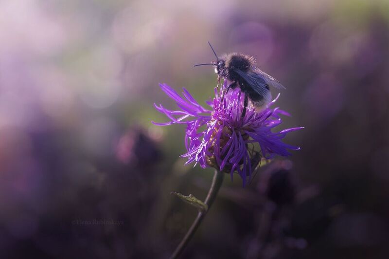 Навстречу солнцуphoto preview