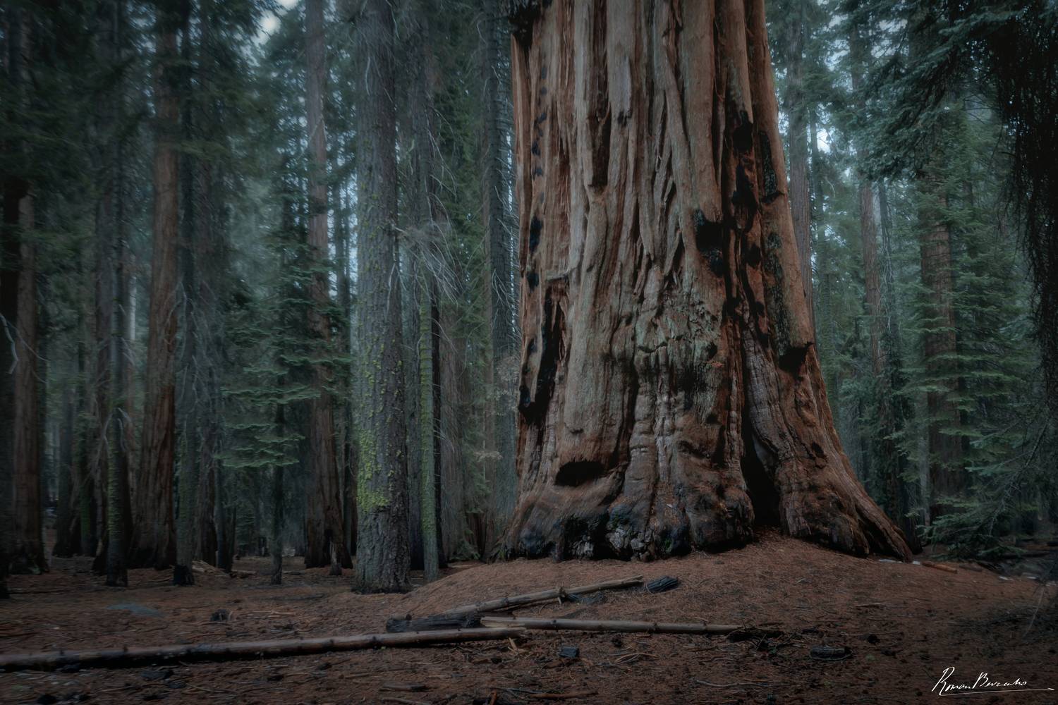 sequoia, forest, woods, national parks, usa, california, Roman Bevzenko