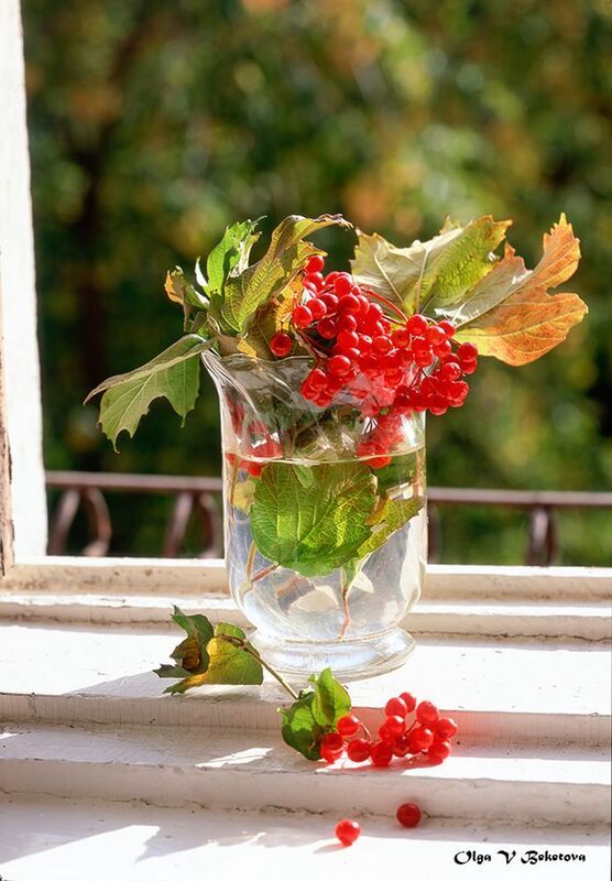 натюрморт осень калина Калинаphoto preview