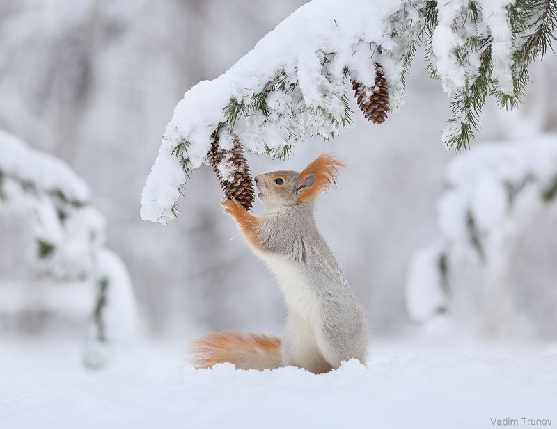 белка *** фото превью