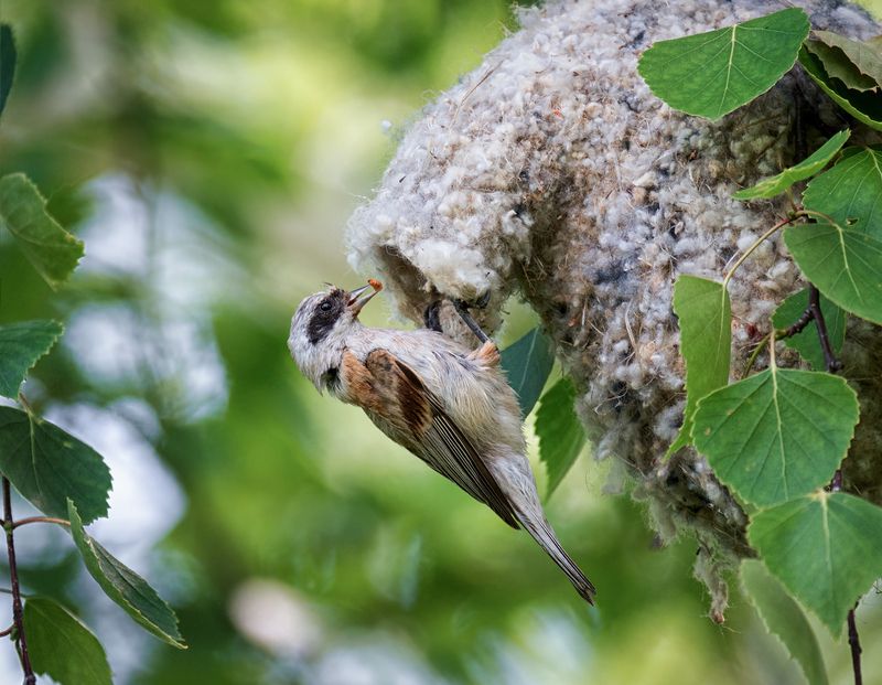 птица, ремез, гнездо, заботы, Ремез и заботы. (5 ФОТО)photo preview