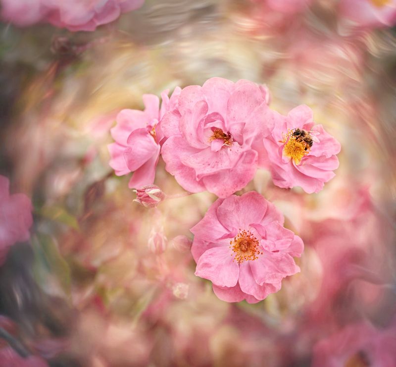 *** фото превью