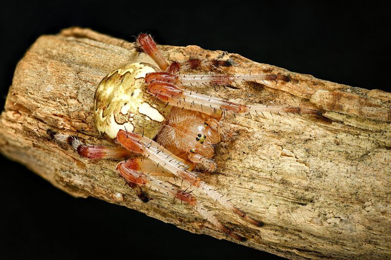 Крестовикphoto preview