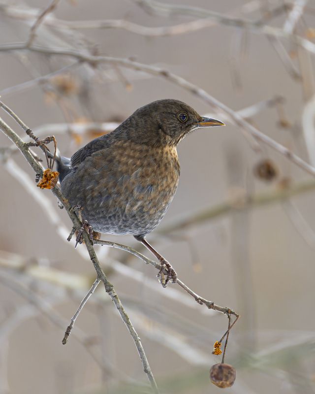 Черный дроздphoto preview