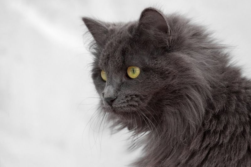 нибелунг \\\