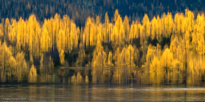 река, курейка, плато путорана, золотая осень, лиственницы, предзимье, таймыр, заполярье, владимир коваль Pro золотую осень и её отражениеphoto preview