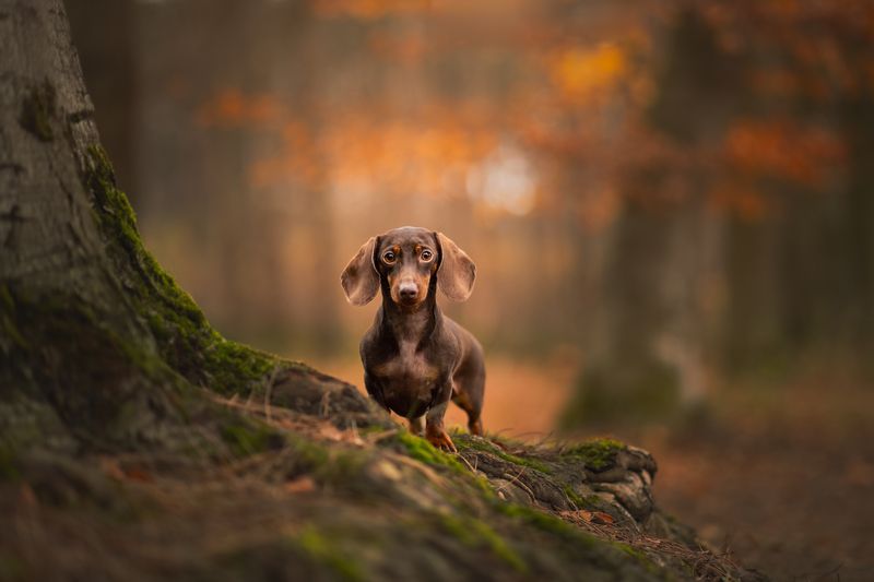 pet portraid dog Dachshund Bijouxphoto preview