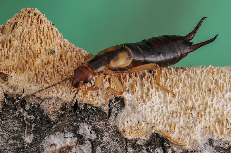 уховёртка, макро, жуки, насекомые. Уховёртка (Forficula auricularia)photo preview