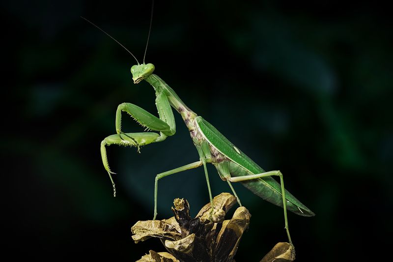 Обыкновенный богомол (лат. Mantis religiosa)photo preview