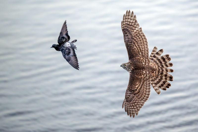 Ястреб тетеревятник за охотой.photo preview