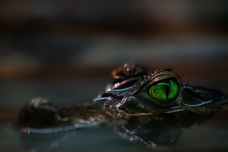 Хищный блескphoto preview