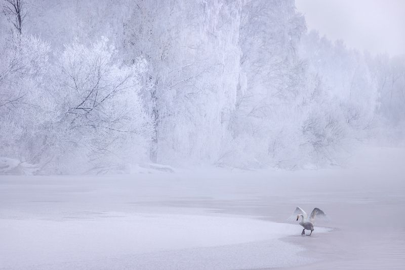 алтайский край, лебединый, озеро светлое, зима Зимний балет фото превью