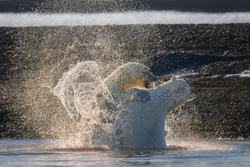 polar_bears, svalbard, polarbear, polarbears, worldphototravels Fightphoto preview