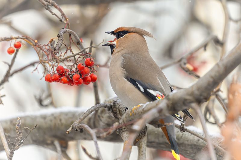 Свиристельphoto preview