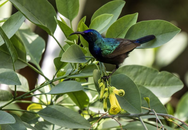 Палестинская нектарница.photo preview