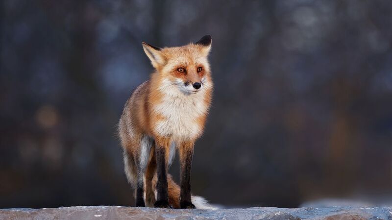 Утренний светphoto preview