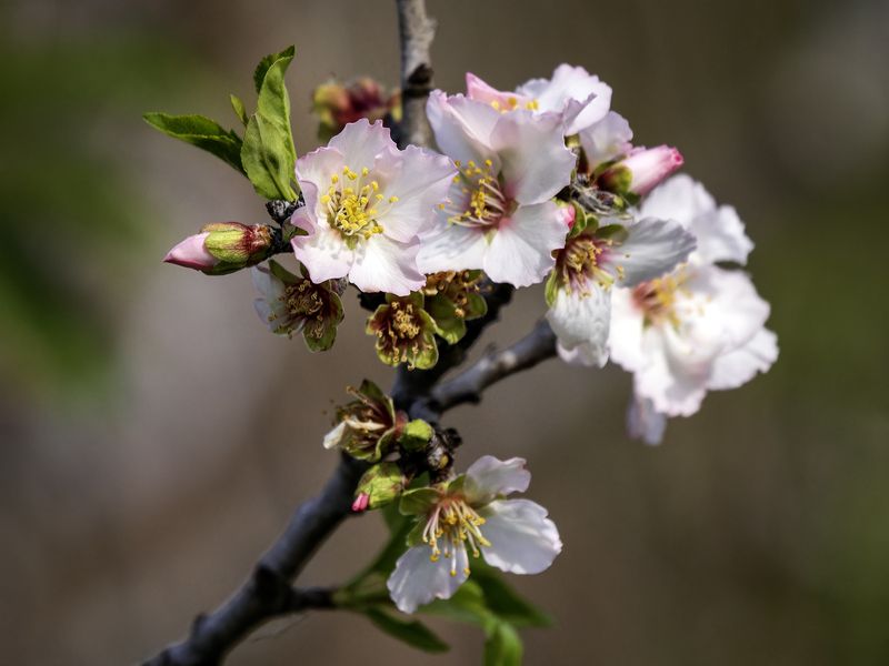 Миндаль.photo preview