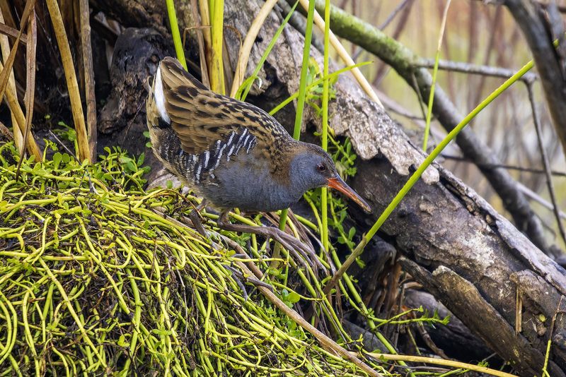 Водяной пастушок.photo preview