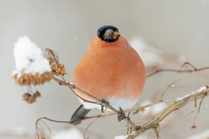 снегирь Снегирьphoto preview