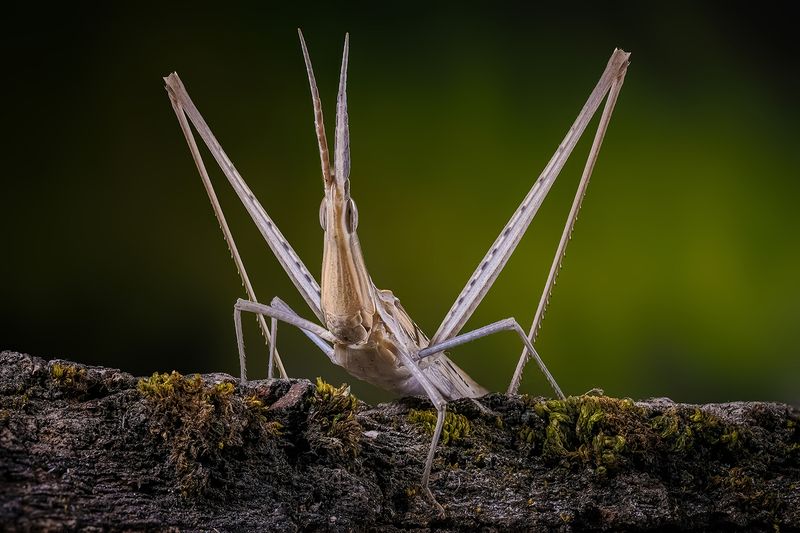 Акрида обыкновенная (лат. Acrida bicolor)photo preview