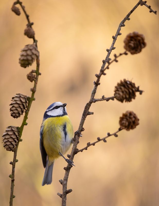 Titmousephoto preview