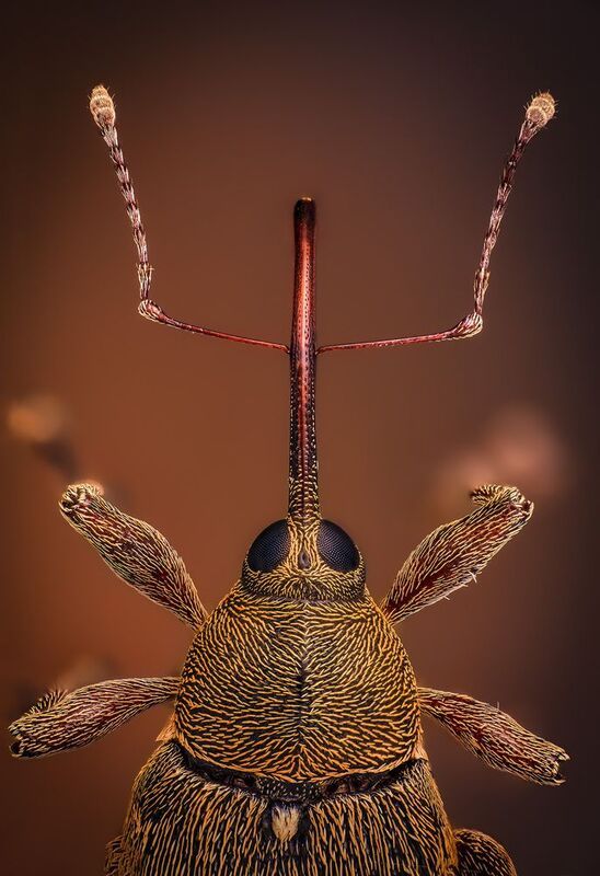 coleoptera, curculionidae, curculio nucum, плодожил ореховый Oреховый плохишphoto preview