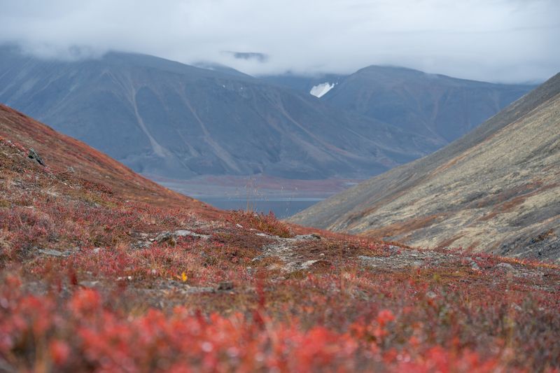 Красный ковёрphoto preview