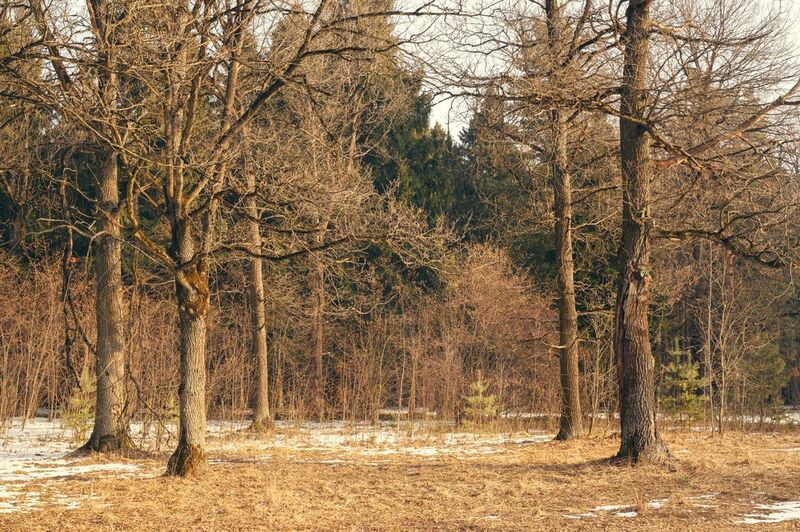 meadow, forest, spring, tree, oak, sun, light, beauty, nature, landscape, season, morning ***photo preview