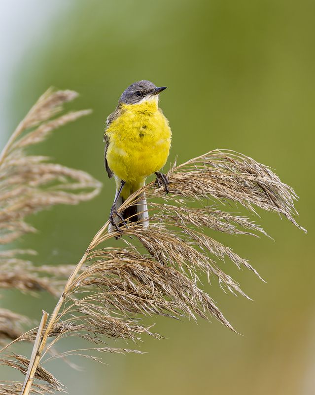 Желтая трясогузкаphoto preview