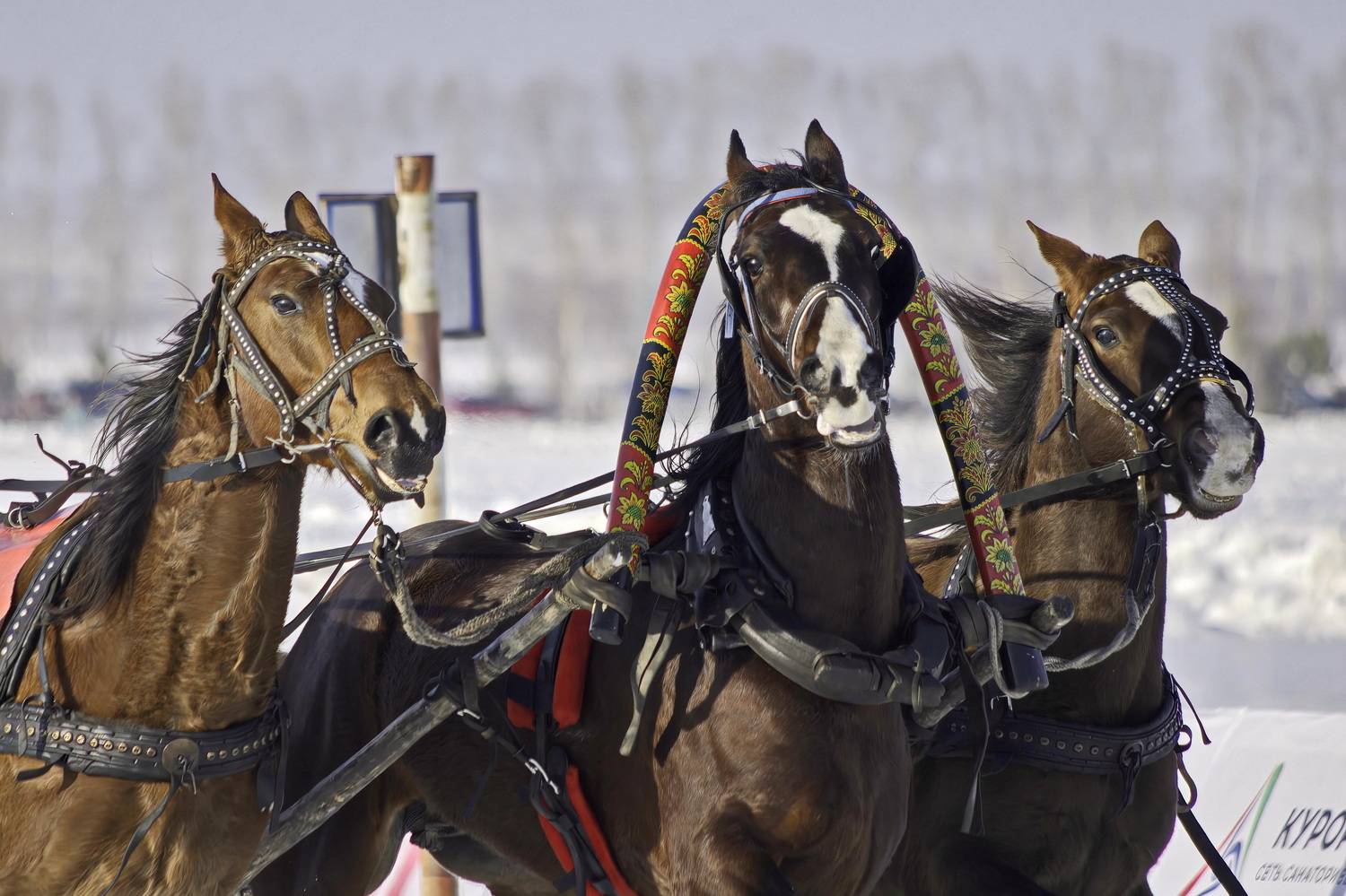 , Кузнецов Дмитрий