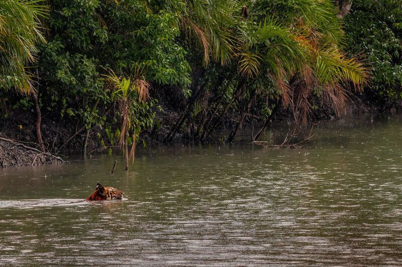 Tiger Crossingphoto preview