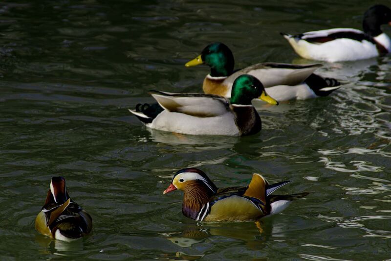 Про птичек.photo preview