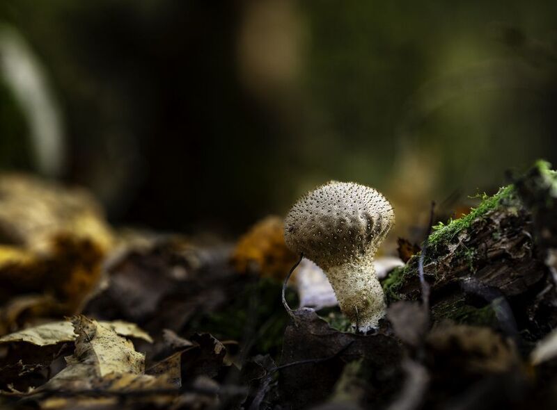 лес,грибы,макро Зарисовка в лесуphoto preview