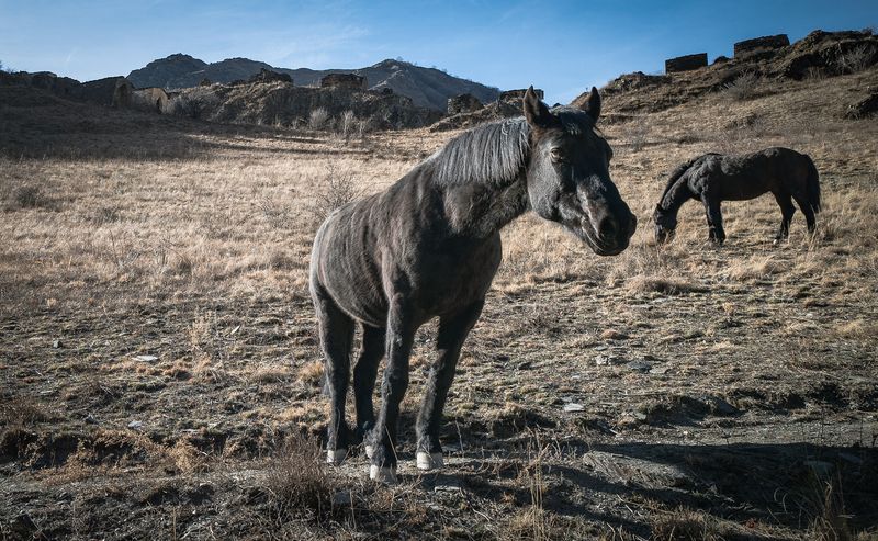 Россия, Чеченская республика, Аргунское ущелье, Цой-Педе, лошади Лошадиphoto preview