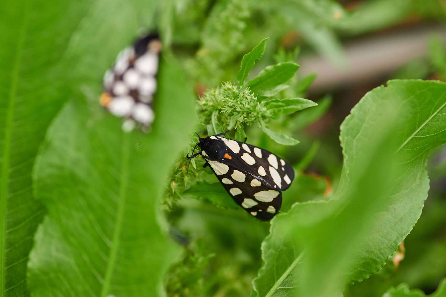 butterfly, volgograd, russia, macro, macro photo, macro photography, , Павел Сторчилов