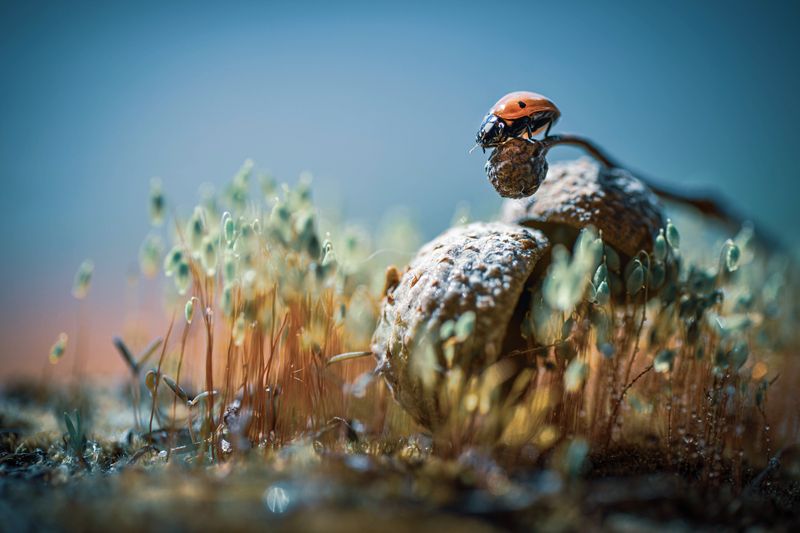 *** фото превью