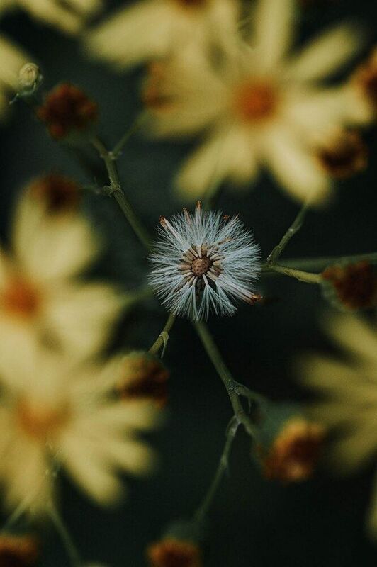 Полевые находкиphoto preview