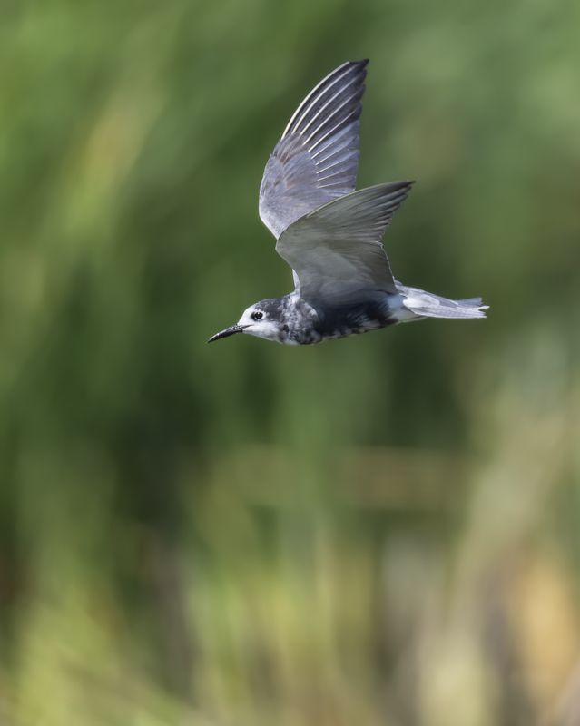 Чёрная крачкаphoto preview