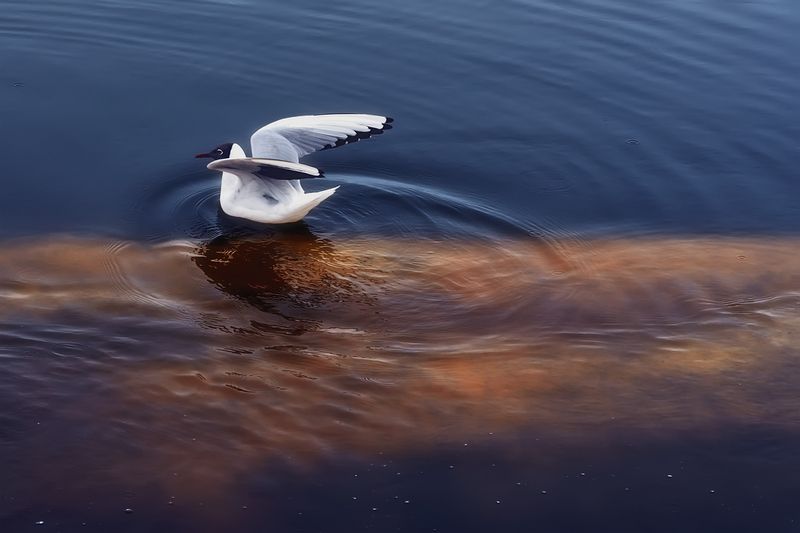 апрель, чайки, ледоход, льдины, вода, река, северная, двина Чайки во время ледоходаphoto preview