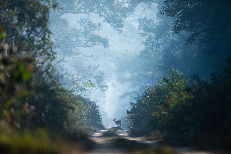 The Beauty of Wildphoto preview