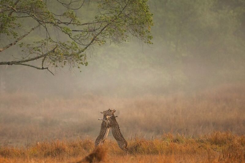 The Friendly Fightphoto preview