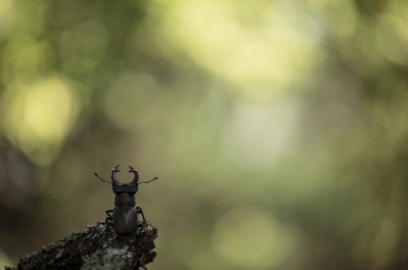 жук олень, медитация, свет, красавец, россия, воронеж, самец, nikon d 850, carl zeiss makro-planar t* 100mm f/2 zf.2 Медитация...photo preview
