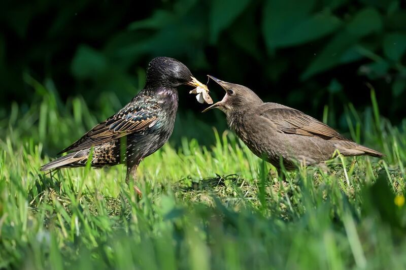 Вечно голодный скворчонокphoto preview