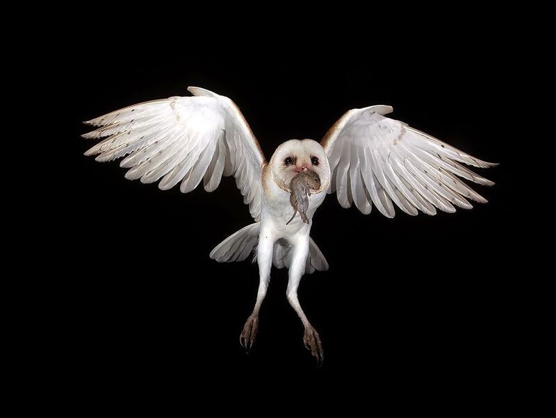 barn owl, обыкновенная сипуха, owl. tx, texas, хищные птицы Barn Owl - Обыкновенная сипухаphoto preview