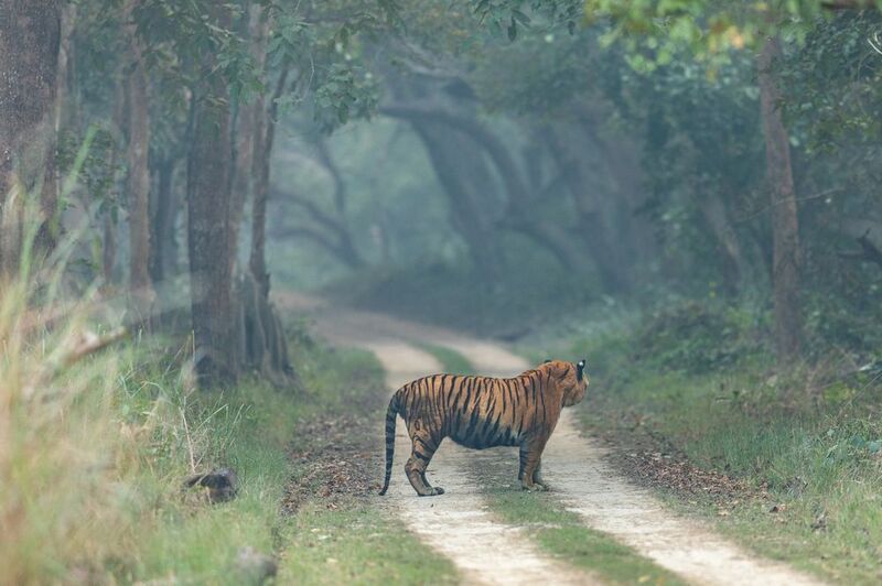 The Watchful Kingphoto preview