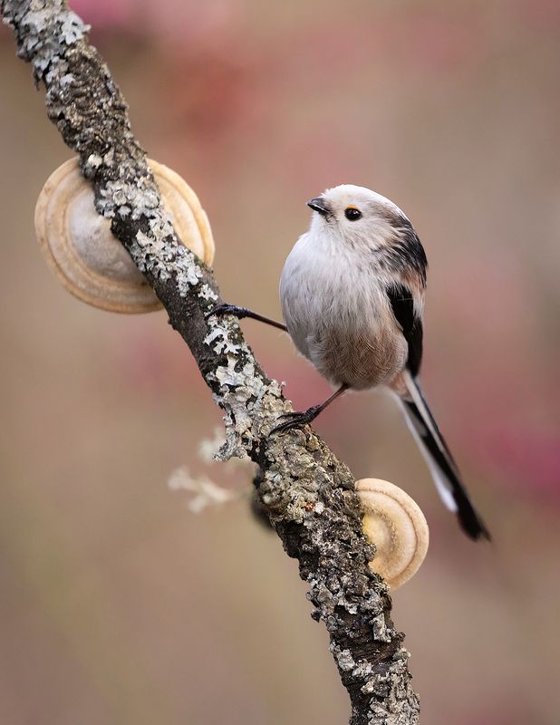 Long-tailed Tiphoto preview