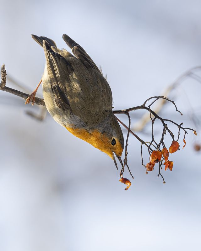 Малиновкаphoto preview